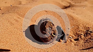 Dung Beetle rolling Buffalo dung, Slow Motion