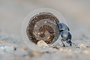 Dung beetle rolling a dung ball