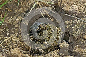 DUNG BEETLE, ROLLING DUNG BALL, KENYA