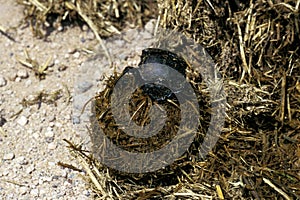 Dung Beetle rolling Dung Ball, Kenya