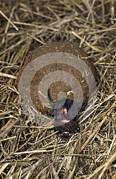 Dung Beetle rolling Dung Ball, Kenya