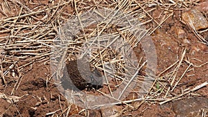 Dung Beetle rolling Dung Ball, Masai Mara Park in Kenya,