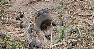 Dung Beetle rolling Dung Ball, Masai Mara Park in Kenya