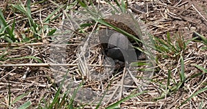 Dung Beetle rolling Dung Ball, Masai Mara Park in Kenya, Dung Beetle rolling Dung Ball, Masai Mara Park in Kenya, Real Time 4K