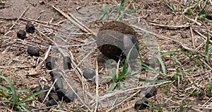 Dung Beetle rolling Dung Ball, Masai Mara Park in Kenya, Dung Beetle rolling Dung Ball, Masai Mara Park in Kenya, Real Time 4K