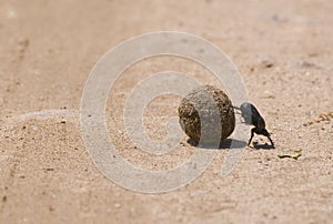 Dung beetle rolling the dung ball on sand in Karacabey Longoz, Turkey.