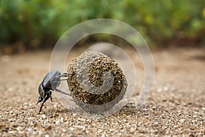 Dung beetle in Kruger National park, South Africa