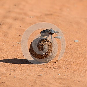 Dung Beetle