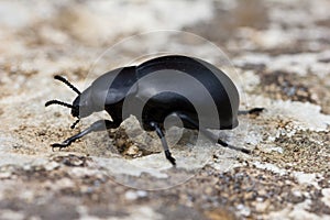 Dung beetle. Scarabaeidae