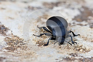 Dung beetle. Scarabaeidae