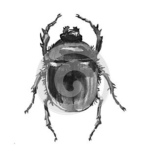 Dung beetle, scarabaeus, ancient egypt sacred symbol, black ink illustration