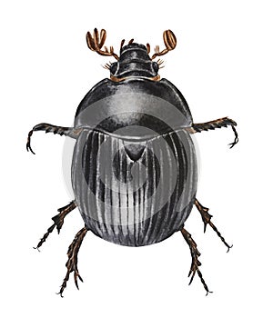 Dung beetle, scarabaeus.Watercolor illustration. Hand drawn. Closeup.Template