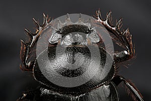 Dung beetle (Scarabeus sacer)