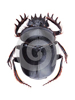 Dung beetle (Scarabeus sacer) isolated on white