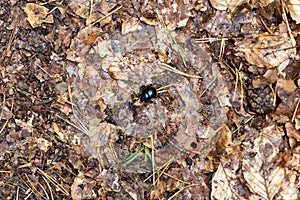 A dung beetle in search of food or building material