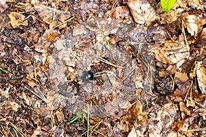 A dung beetle in search of food or building material