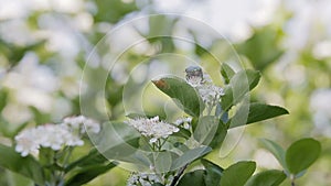 A dung beetle sits on a bush with white flowers