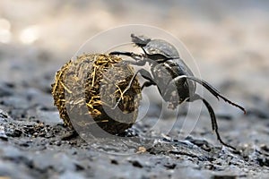 Dung beetle struggling