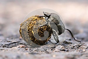 Dung beetle struggling