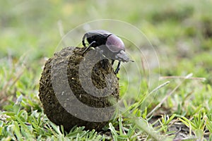 Dung Beetle photo