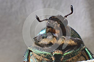 Dung-beetle on wild nature