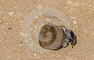 A dung beetle at work rolling dung