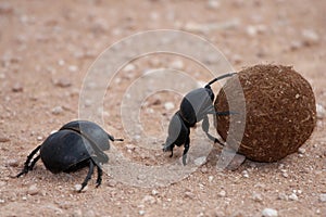 Dung Beetles