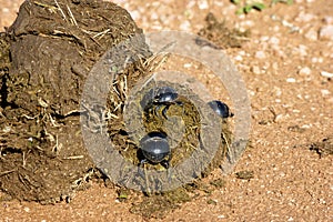 Dung Beetles photo