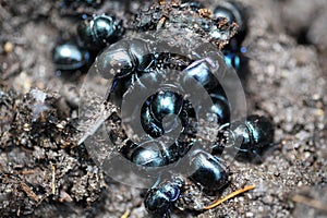 The dung beetles Anoplotrupes stercorosus