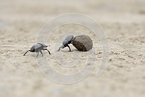 Dung beetles on beach sand with ball