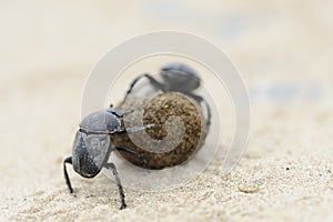 Dung beetles on beach sand with ball