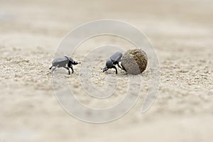 Dung beetles on beach sand with ball