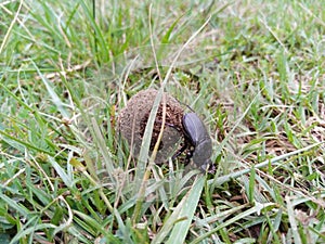 Dung beetles-eating worm