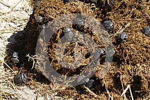 Dung Beetles Feasting