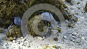 Dung beetles gathering dung