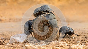 Dung beetles, known as rollers, roll dung into round balls, which are used as a food source or breeding chambers