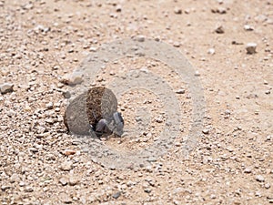 Dung Beetles pushing Ball of Dung in Serengeti National Park, Tanzania