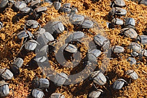 Dung beetles on rhinoceros dung