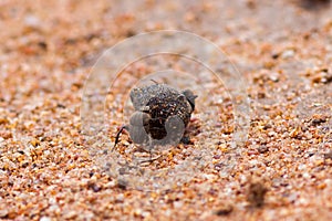 Dung Beetles Rolling photo