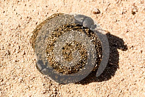 Dung beetles rolling their ball