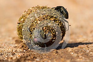 Dung beetles rolling their ball with eggs inside