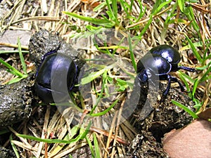 Dung beetles working photo