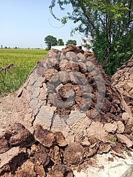 Dung cake heap with fields background