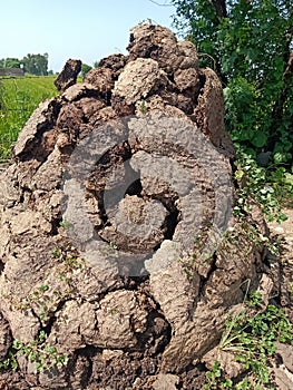 Dung cake heap with fields background