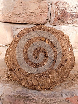 Dung cake keeping in sun shine