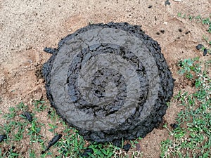 Dung cakes, made from the by-products of animal husbandry, are traditionally used as fuel in India for cooking