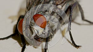 Dung fly. Entomology. Macro photography. Insects.