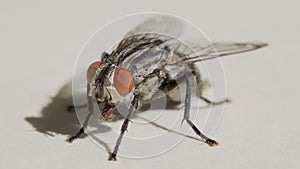 Dung fly. Entomology. Macro photography. Insects.