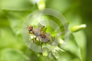 Dung fly, Scathophaga Furcata, on chickweed, Stellaria Media