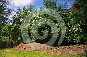 The dung heap in the garden, in the background flowering shrubs